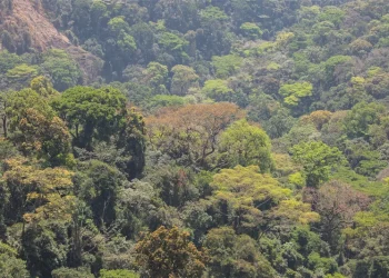 Guinée 2025 : Le Couvert Végétal entre Urgence de Sauvegarde et Ambitions de Restauration