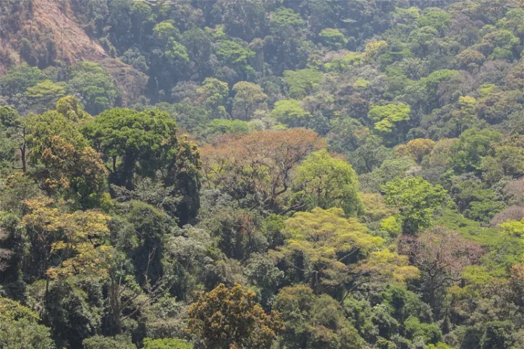 Guinée 2025 : Le Couvert Végétal entre Urgence de Sauvegarde et Ambitions de Restauration
