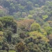 Guinée 2025 : Le Couvert Végétal entre Urgence de Sauvegarde et Ambitions de Restauration